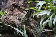 Chamäleon-Winkelkopfagame (Gonocephalus chamaeleontinus) im TerraZoo Rheinberg