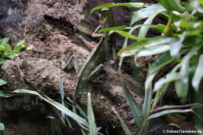 Chamäleon-Winkelkopfagame (Gonocephalus chamaeleontinus)