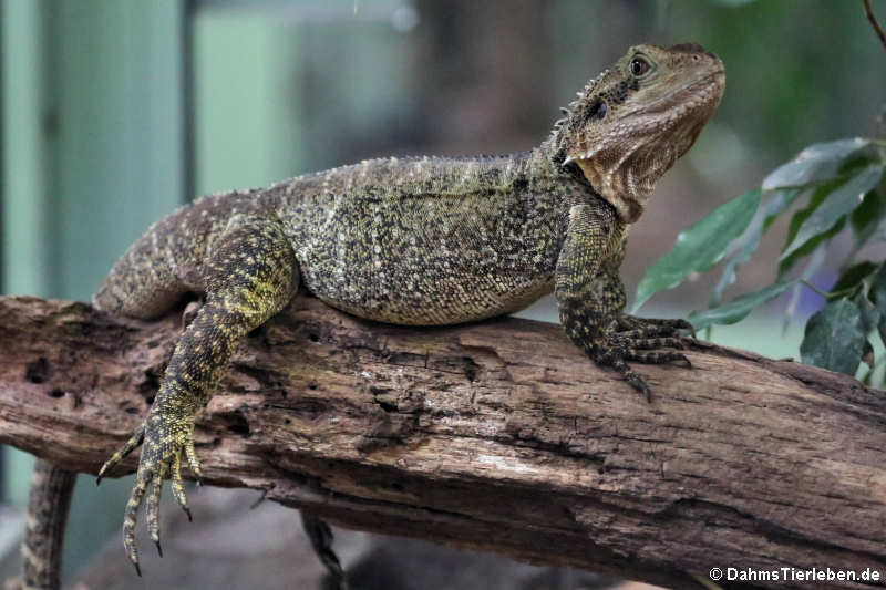 Australische Wasseragame (Intellagama lesueurii)