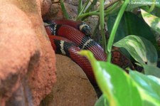 Sinaloa-Dreiecksnatter (Lampropeltis polyzona) im TerraZoo Rheinberg