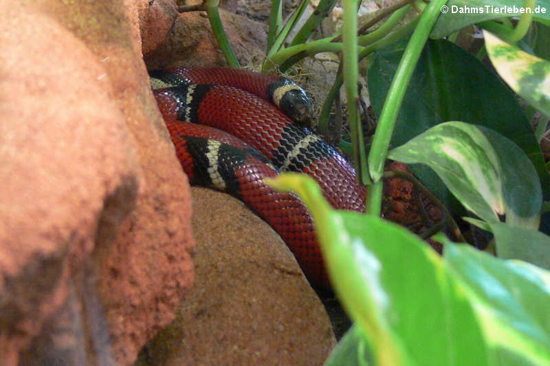 Sinaloa-Dreiecksnatter (Lampropeltis polyzona)