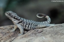 Rollschwanzleguan (Leiocephalus carinatus) im TerraZoo Rheinberg