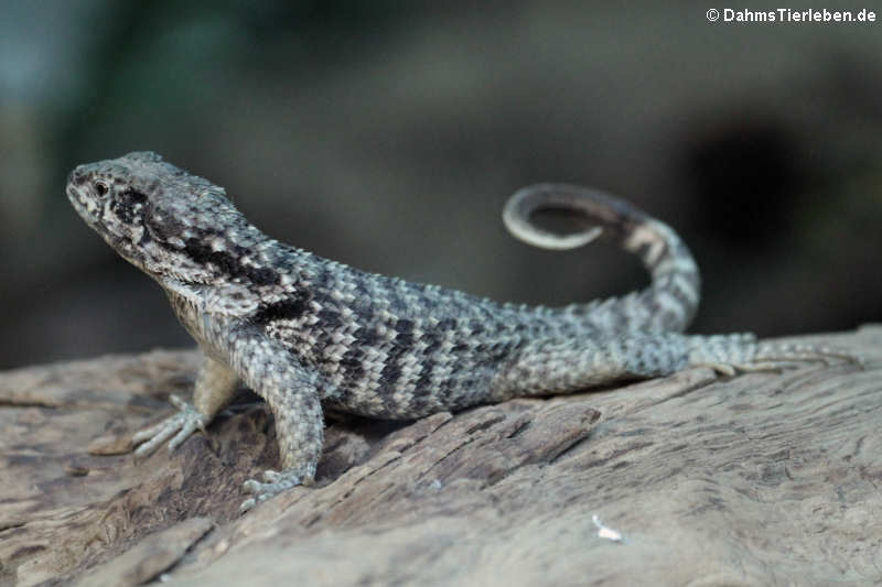 Rollschwanzleguan (Leicephalus carinatus)