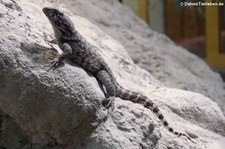 Rollschwanzleguan (Leiocephalus carinatus) im TerraZoo Rheinberg