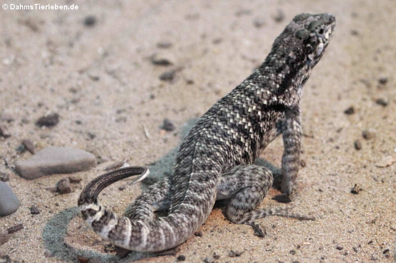 Rollschwanzleguan Leiocephalus carinatus-4