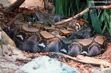 Netzpython (Malayopython reticulatus) im TerraZoo Rheinberg