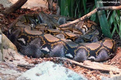 Netzpython (Malayopython reticulatus)