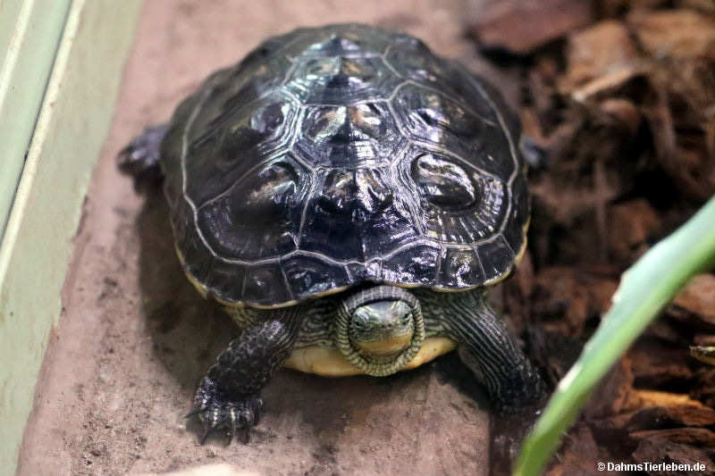 Chinesische Streifenschildkröte Mauremys sinensis-1
