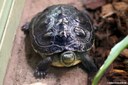 Mauremys sinensis