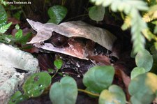 Zipfelfrosch (Pelobatrachus nasutus) im TerraZoo Rheinberg