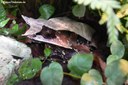 Pelobatrachus nasutus