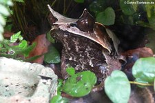 Zipfelfrosch (Pelobatrachus nasutus) im TerraZoo Rheinberg