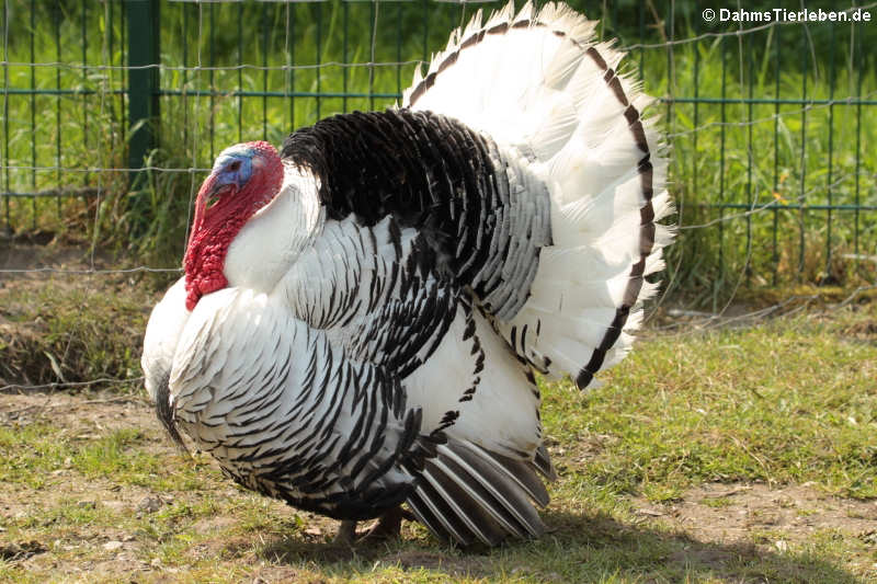 Cröllwitzer Pute Cröllwitzer Pute-3