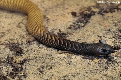 Arabische Kobra (Naja arabica)