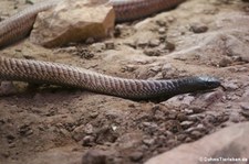 Arabische Kobra (Naja arabica) im TerraZoo Rheinberg