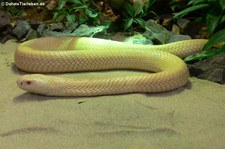 Monokelkobra (Naja kaouthia) im TerraZoo Rheinberg