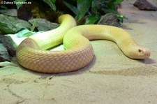 Monokelkobra (Naja kaouthia) im TerraZoo Rheinberg