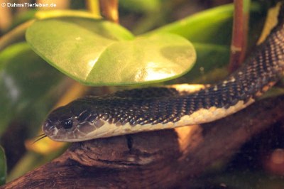 Siamesische Speikobra (Naja siamensis)