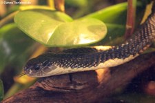 Siamesische Speikobra (Naja siamensis) im TerraZoo Rheinberg