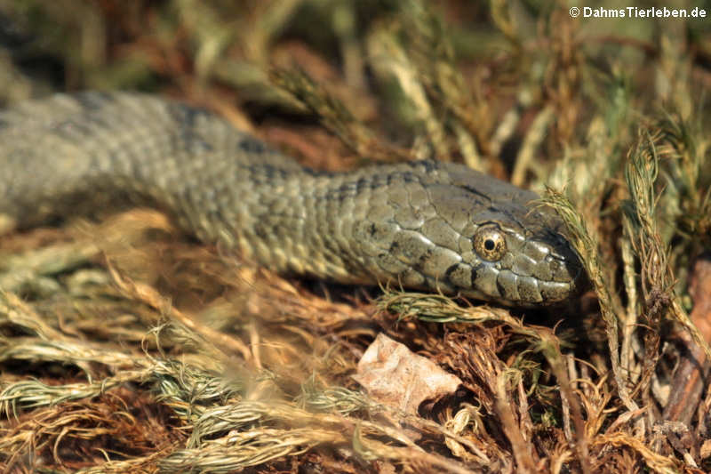 Würfelnatter (Natrix tessellata)