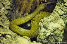 Inlandtaipan (Oxyuranus microlepidotus) im TerraZoo Rheinberg