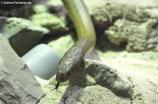 Inlandtaipan (Oxyuranus microlepidotus) im TerraZoo Rheinberg