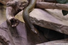 Inlandtaipan (Oxyuranus microlepidotus) im TerraZoo Rheinberg