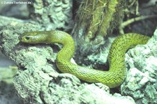 Inlandtaipan (Oxyuranus microlepidotus) im TerraZoo Rheinberg