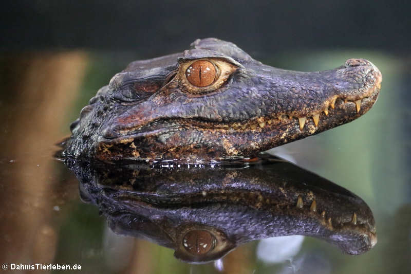 Brauen-Glattstirnkaiman (Paleosuchus palpebrosus)