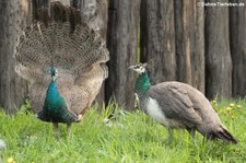 Blaue Pfauen (Pavo cristatus) im TerraZoo Rheinberg