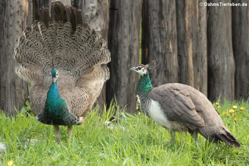 Pavo cristatus