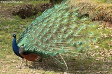 Blauer Pfau (Pavo cristatus) im TerraZoo Rheinberg