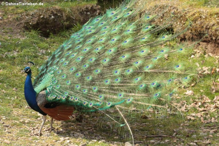 Pavo cristatus