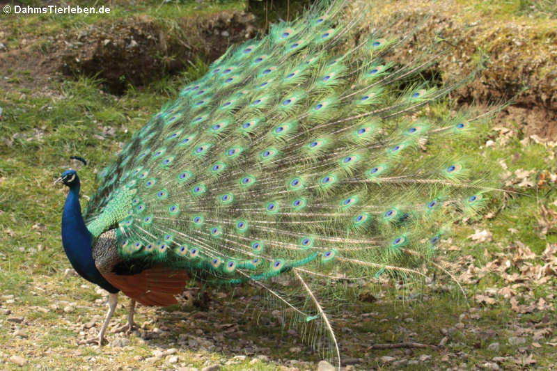 Pavo cristatus