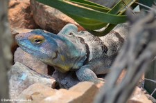 Blauer Felsenleguan (Petrosaurus thalassinus) im TerraZoo Rheinberg