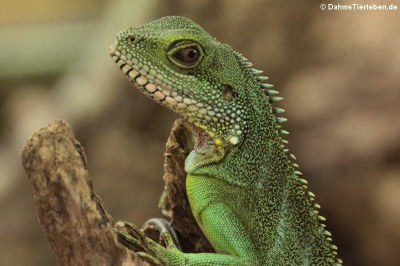 Grüne Wasseragame (Physignathus cocincinus)