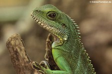 Grüne Wasseragame (Physignathus cocincinus) im TerraZoo Rheinberg