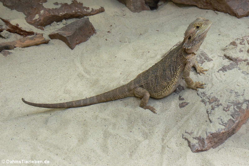 Streifenköpfige Bartagame (Pogona vitticeps)