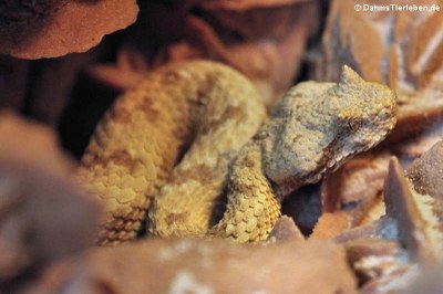 Fields Hornviper (Pseudocerastes fieldi)