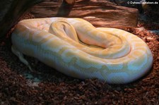 Heller Tigerython (Python bivittatus) im TerraZoo Rheinberg