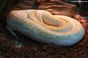 Python molorus