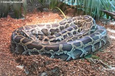 Dunkler Tigerython (Python bivittatus bivittatus) im TerraZoo Rheinberg