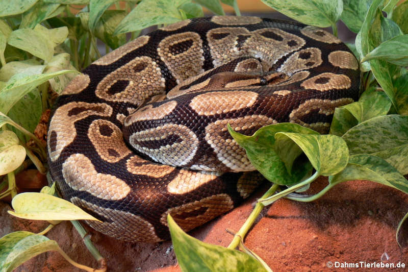 Königspython (Python regius)