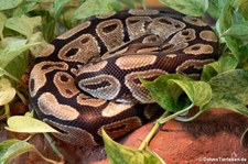 Königspython (Python regius) im TerraZoo Rheinberg