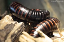 Schnur-Bandfüßer (Remulopygus brevispinus) im TerraZoo Rheinberg