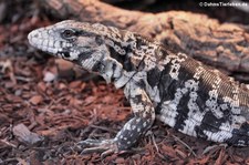 Schwarz-Weißer Teju (Salvator merianae) im TerraZoo Rheinberg