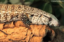 Schwarz-Weißer Teju (Salvator merianae) im erraZoo Rheinberg