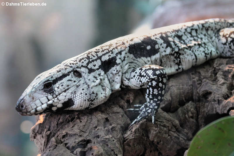 Schwarz-Weißer Teju Salvator merianae-2