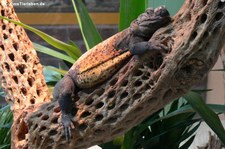 Chuckwalla (Sauromalus ater) im TerraZoo Rheinberg