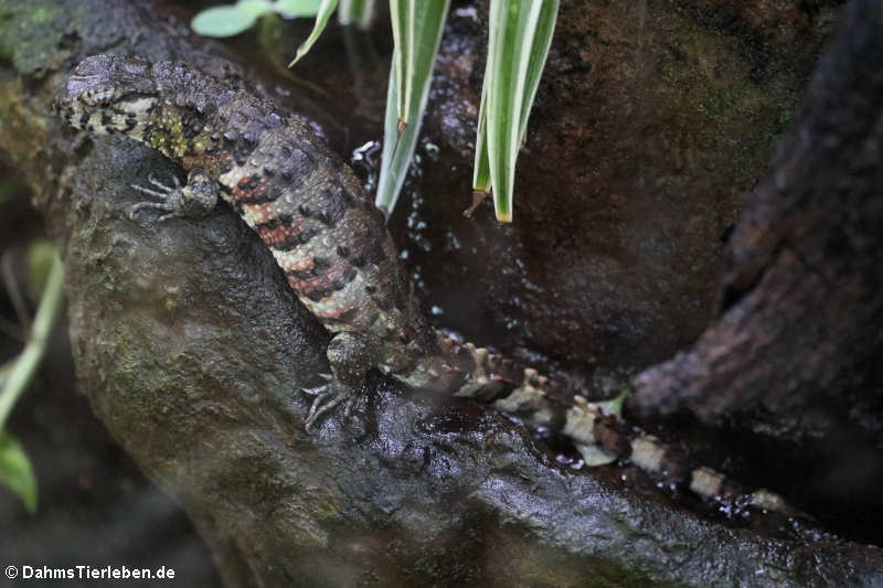 Krokodilschwanz-Höckerechse (Shinisaurus crocodilurus)